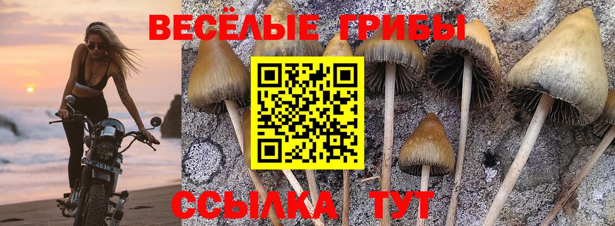 Галлюциногенные грибы Psilocybe Родники